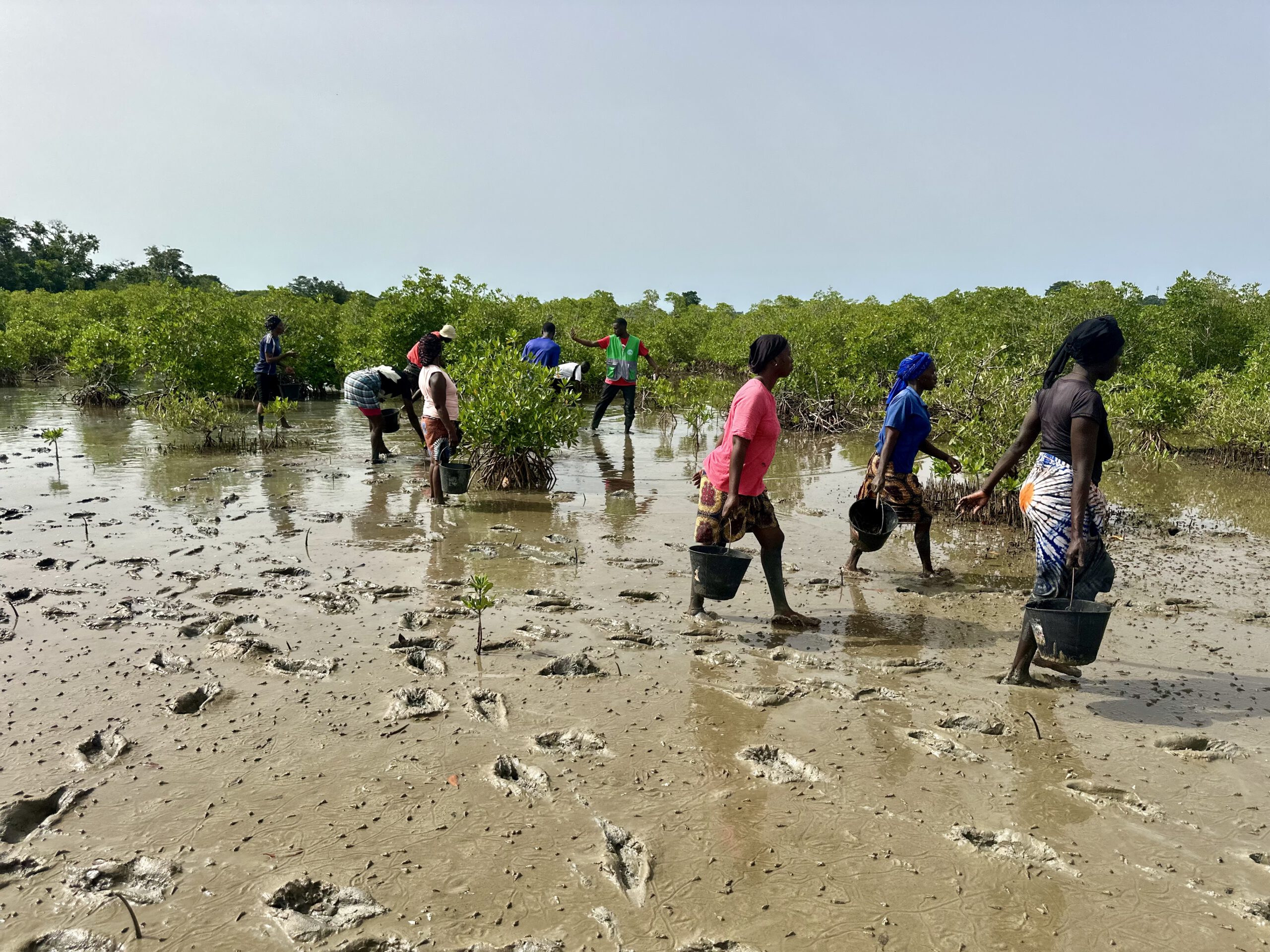 Femmes plantant des palétuviers dans la mangrove