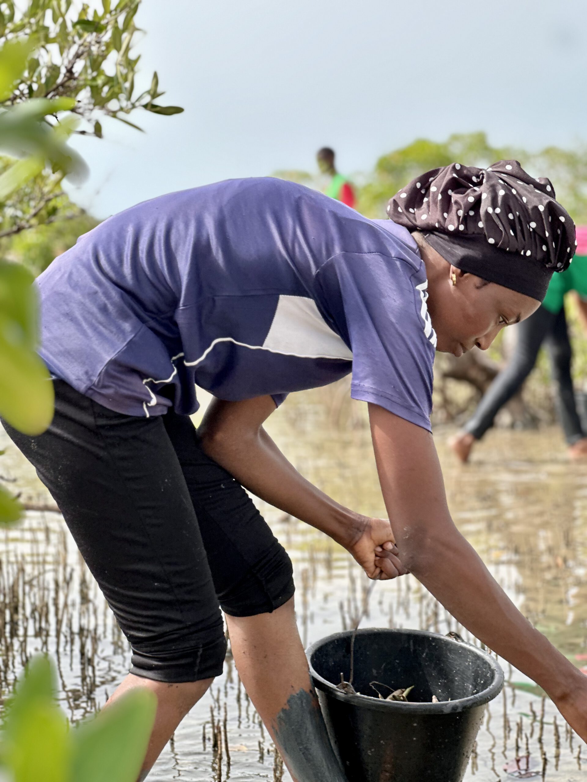 Jeune femme récoltant des propagules de palétuvier