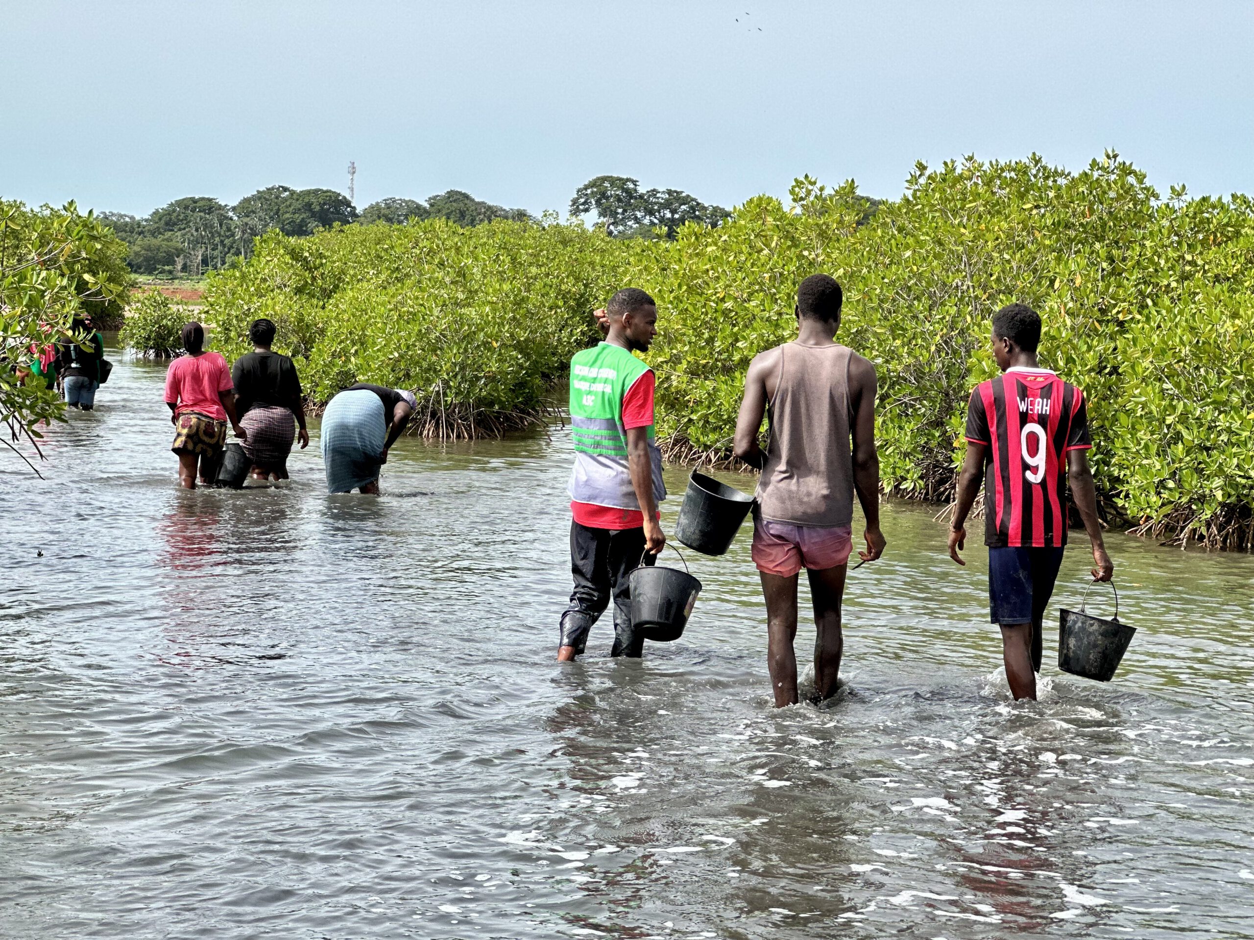Restauration de la mangrove en Casamance par l'A3C