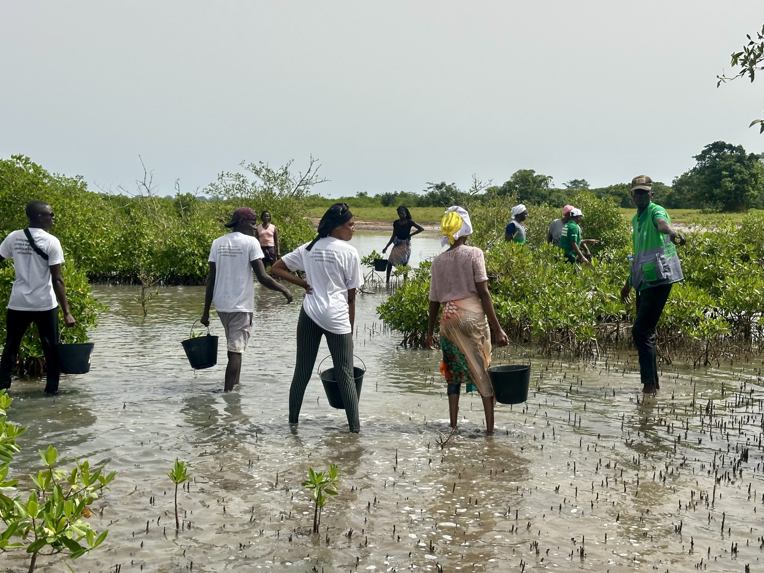 Restauration de la mangrove